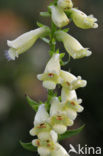 Geel vingerhoedskruid (Digitalis lutea)