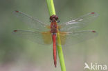 Geelvlekheidelibel (Sympetrum flaveolum)