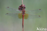 Geelvlekheidelibel (Sympetrum flaveolum)