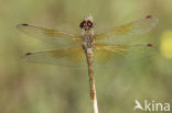 Geelvlekheidelibel (Sympetrum flaveolum)