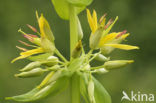 Gele gentiaan (Gentiana lutea)