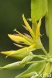 Gele gentiaan (Gentiana lutea)