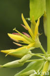 Yellow Gentian (Gentiana lutea)