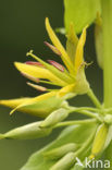 Yellow Gentian (Gentiana lutea)