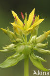 Gele gentiaan (Gentiana lutea)