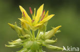 Yellow Gentian (Gentiana lutea)