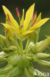 Yellow Gentian (Gentiana lutea)