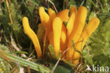 Yellow club (Clavulinopsis helveola)