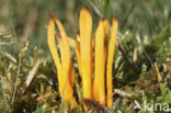 Gele knotszwam (Clavulinopsis helveola) 