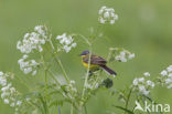 Gele Kwikstaart (Motacilla flava) 