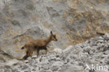 Chamois (Rupicapra rupicapra)