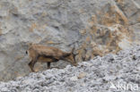 Chamois (Rupicapra rupicapra)