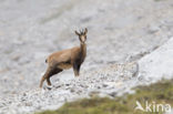 Chamois (Rupicapra rupicapra)