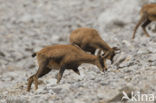 Chamois (Rupicapra rupicapra)