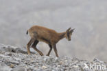 Chamois (Rupicapra rupicapra)