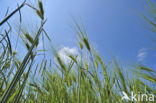 Six-row Barley (Hordeum vulgare)