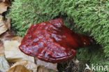 Gesteelde lakzwam (Ganoderma lucidum) 