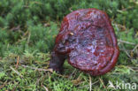 Gesteelde lakzwam (Ganoderma lucidum) 