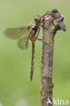 Gevlekte glanslibel (Somatochlora flavomaculata) 