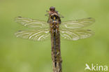 Yellow-spotted Dragonfly (Somatochlora flavomaculata)