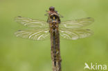 Gevlekte glanslibel (Somatochlora flavomaculata) 