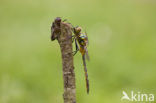 Yellow-spotted Dragonfly (Somatochlora flavomaculata)