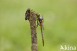 Gevlekte glanslibel (Somatochlora flavomaculata) 