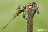 Yellow-spotted Dragonfly (Somatochlora flavomaculata)