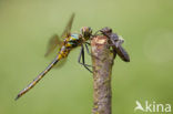 Yellow-spotted Dragonfly (Somatochlora flavomaculata)