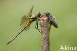 Gevlekte glanslibel (Somatochlora flavomaculata) 