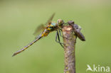 Yellow-spotted Dragonfly (Somatochlora flavomaculata)