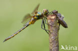 Gevlekte glanslibel (Somatochlora flavomaculata) 