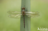 Gevlekte glanslibel (Somatochlora flavomaculata) 