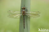 Gevlekte glanslibel (Somatochlora flavomaculata) 