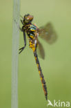 Gevlekte glanslibel (Somatochlora flavomaculata) 