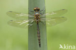 Gevlekte glanslibel (Somatochlora flavomaculata) 