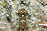 Yellow-spotted Dragonfly (Somatochlora flavomaculata)