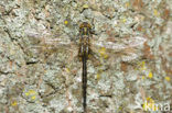 Gevlekte glanslibel (Somatochlora flavomaculata) 