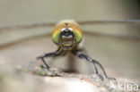 Yellow-spotted Dragonfly (Somatochlora flavomaculata)