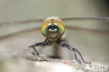 Yellow-spotted Dragonfly (Somatochlora flavomaculata)