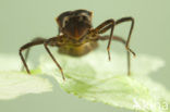 Gevlekte glanslibel (Somatochlora flavomaculata) 