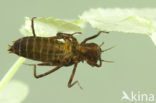 Gevlekte glanslibel (Somatochlora flavomaculata) 