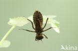 Yellow-spotted Dragonfly (Somatochlora flavomaculata)