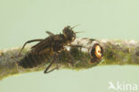 Yellow-spotted Dragonfly (Somatochlora flavomaculata)