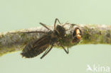Yellow-spotted Dragonfly (Somatochlora flavomaculata)