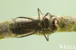 Gevlekte glanslibel (Somatochlora flavomaculata) 