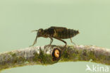 Yellow-spotted Dragonfly (Somatochlora flavomaculata)