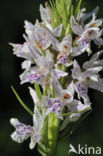 Spotted orchid (Dactylorhiza maculata subsp. maculata)