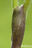 Gewone bereklauw (Heracleum sphondylium)