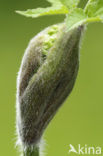 Hogweed (Heracleum sphondylium)